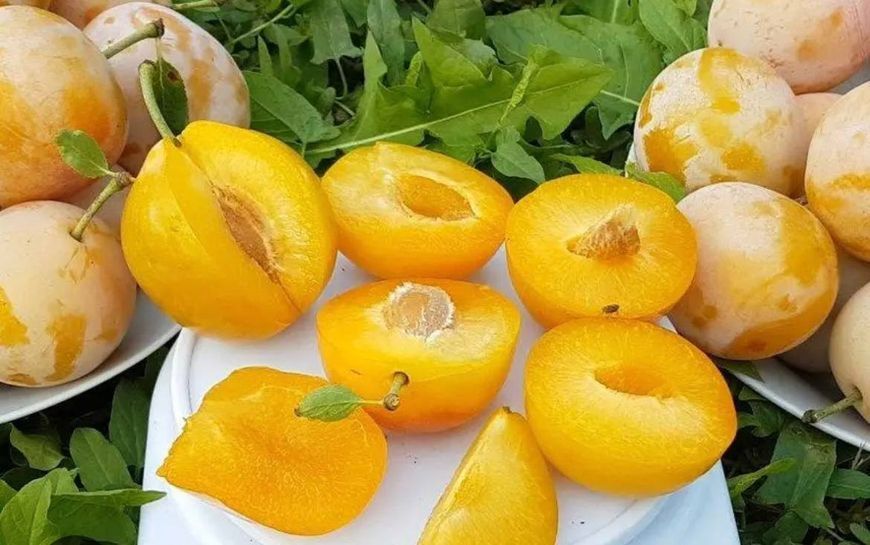 Саджанець сливи''Жовта Афаска''(пізній сорт) 1199981 фото