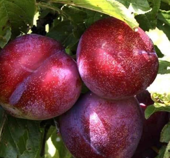 Саджанець сливи''Рубі Кранч''(пізній сорт) 1134680 фото